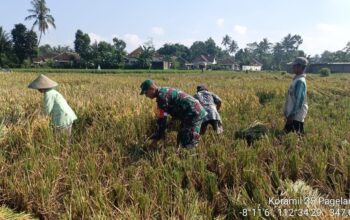 Babinsa Koptu Dadang bantu warga panen Padi