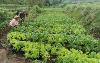 Serda Rahmad bekerja sama dengan Gapoktan wujudkan tanaman sayur berkuwalitas