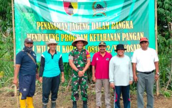 Tingkatkan Kualitas Jagung, Anggota Koramil 0818/32 tanam benih jagung bersama Pok Tani