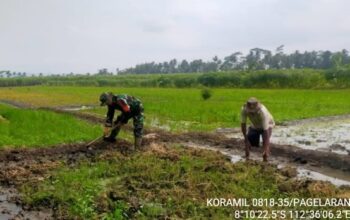 Babinsa Koramil 0818/35 Dukung Ketahanan Pangan di Karangsuko