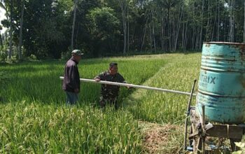 Serda Eko Bantu Petani memasang pipa air untuk irigasi sawah
