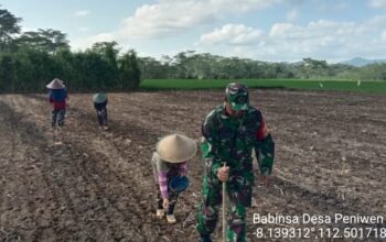 Babinsa Koramil 0818/34 Kromengan, Sertu Sugirianto, Melaksanakan Pendampingan Han Pangan LTT