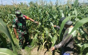 Babinsa Koramil 0818/33 Bumiaji Sertu Ali Basuki Rahmat melakukan pendampingan program ketahanan pangan jagung