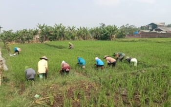 kolaborasi harmonis babinsa dengan petani untuk mewujudkan han pangan