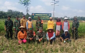 Personel Koramil Wajak Melaksanakan Pendampingan Penanaman Jagung
