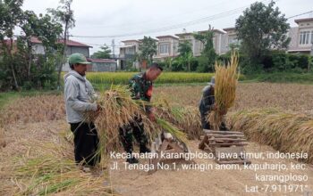 Babinsa Koramil 0818/28 Karangploso Sertu Heri Bersama Petani Lakukan Panen Padi di Desa Kepuharjo