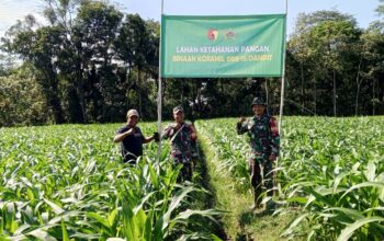 Babinsa Pojok wujudkan ketahanan pangan
