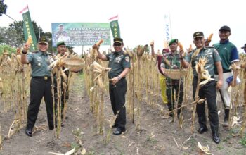 Dandim 0818 panen jagung bersama Danpusterad dan Danrem 083/BDJ