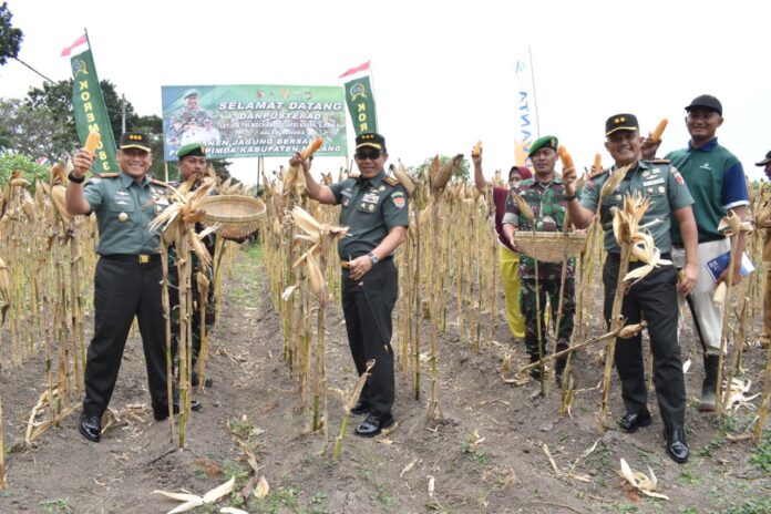 Dandim 0818 panen jagung bersama Danpusterad dan Danrem 083/BDJ