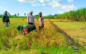 Gerakan Antisipasi Darurat Pangan Nasional: Kodim 0818/Malang-Batu Perkuat Ketahanan Pangan