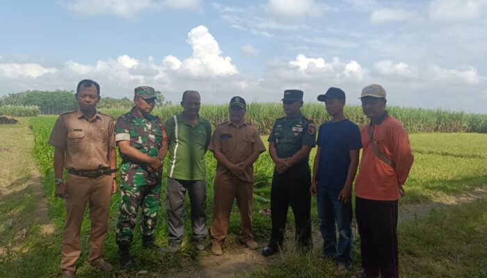 Danramil Buluawang  terjun langsung dalam pendampingan Hanpangan