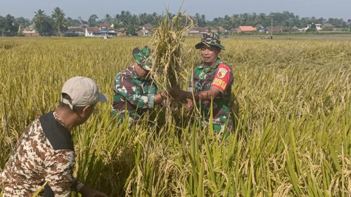 Panen Padi bersama Koramil 0818/18 Bululawang