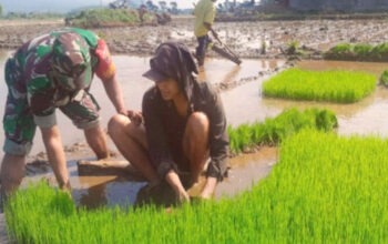 Semangat Ngurit di Desa Kalirejo: Babinsa Lawang Dukung Ketahanan Pangan