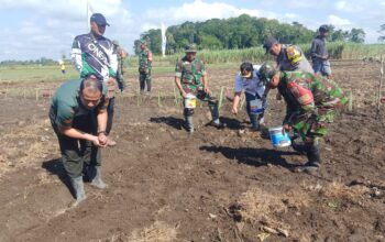 Gotong royong tanam jagung, wujud nyata TNI dan Masyarakat dalam ketahanan pangan