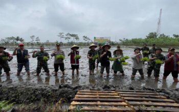 Petani Turen Bersemangat Menanam Padi Bersama Dandim 0818