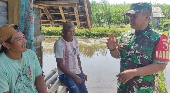 Babinsa Pandanlandung sedang melaksanakan Komos dengan Kelompok petani Landungsari 1 di sawah Desa Pandanlandung