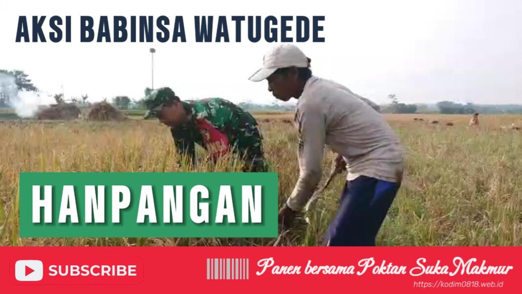 Pendampingan Babinsa Watugede pada Panen Padi: Mendukung Ketahanan Pangan Nasional