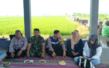 Solusi Alami Atasi Hama Tikus di Sukorejo