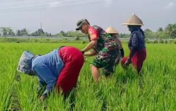 peran babinsa ternyang koramil sumberpucung