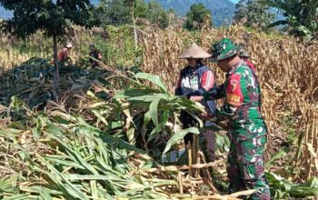 Panen Jagung bersama petani Desa Tlekung