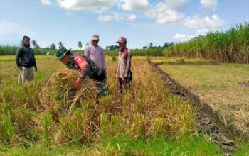 Babinsa Serka Imam Optimalkan Potensi Petani Sukorejo
