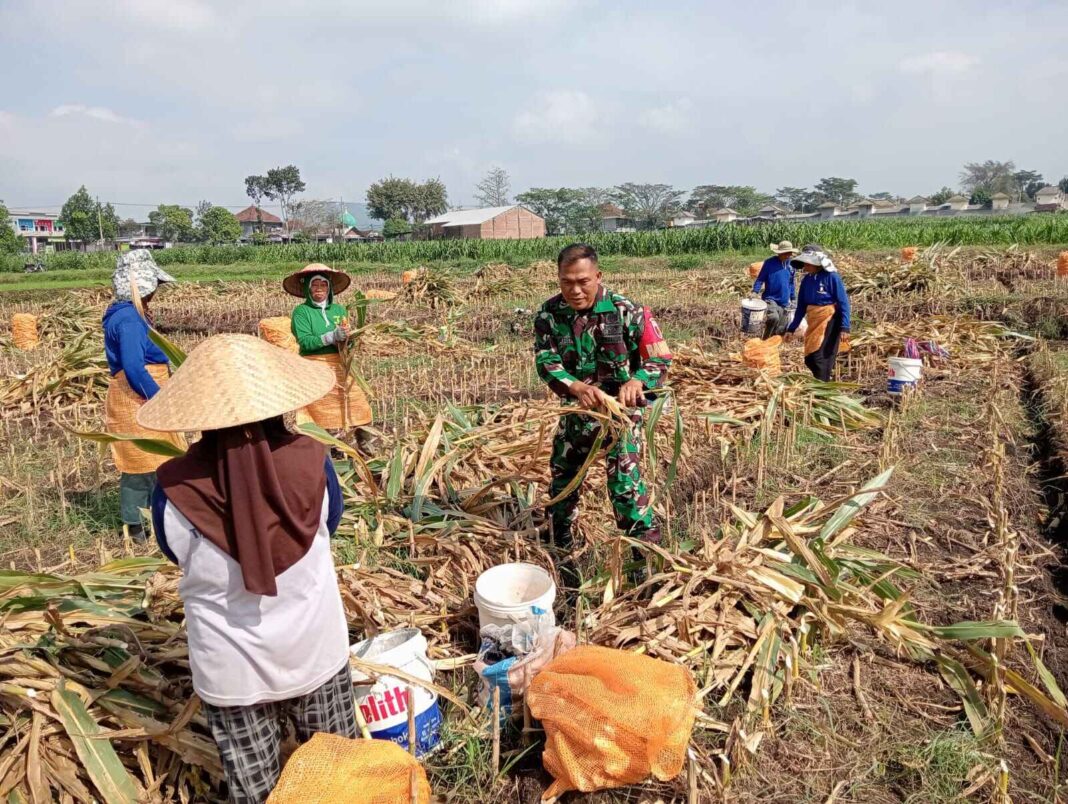 Serka Sunardi Dampingi Panen Jagung di Sukosari