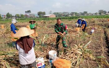 Serka Sunardi Dampingi Panen Jagung di Sukosari