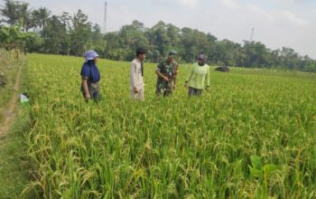 Hanpangan di desa Pait