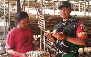 Babinsa Karangsuko, Koptu Adang Subagiyo, berdialog dengan peternak bebek petelur Bapak Imam untuk mendukung ketahanan pangan di Desa Karangsuko.