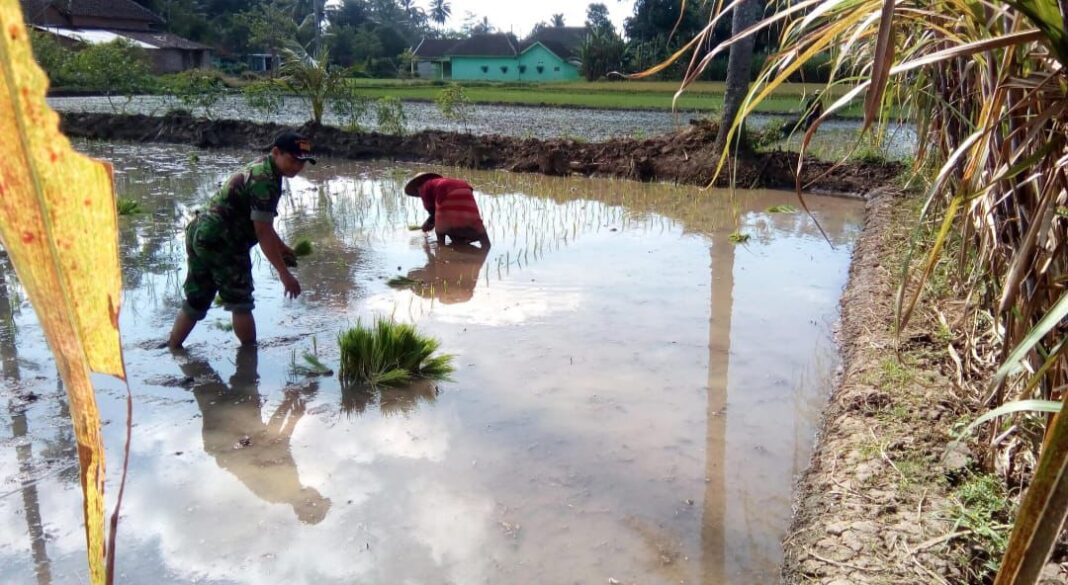 Sertu Purwadi pendampingan petani