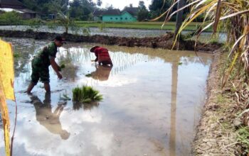 Sertu Purwadi pendampingan petani