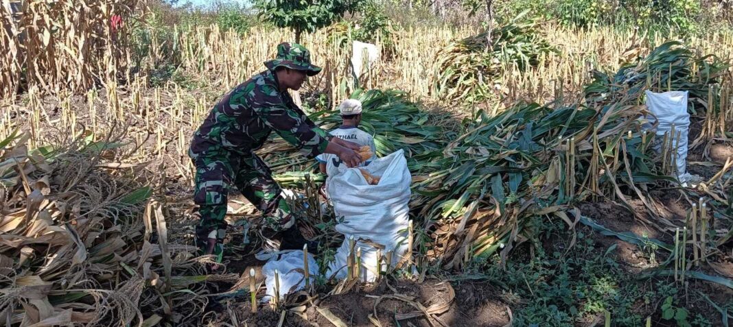 Babinsa Vatkurroji dampingi petani jagung