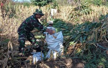 Babinsa Vatkurroji dampingi petani jagung
