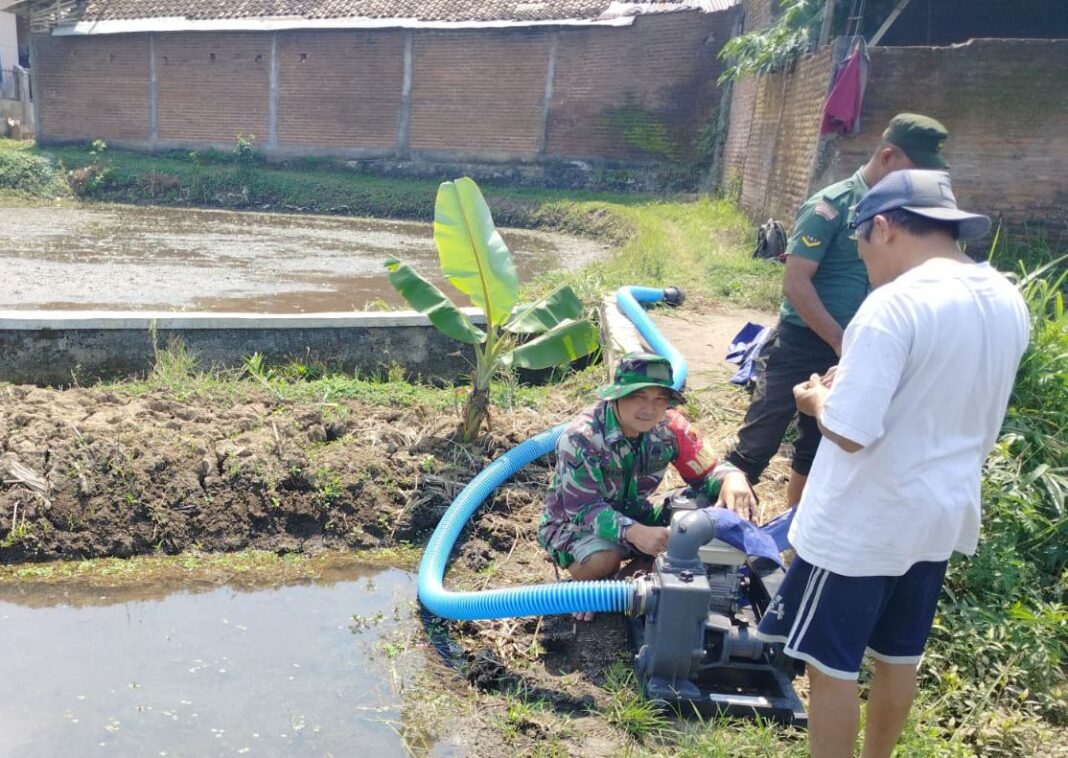 serda hanfi dan petani manfaatkan pompa air dari Kementan untuk pengolahan sawah