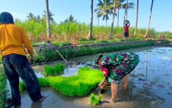 pendampingan hanpangan di desa urek-urek