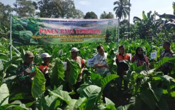 Panen raya tembakau kasturi di Desa Balesari bersama Kadis DTPHP Kabupaten Malang, Bapak Aviccena MS, yang turut merayakan keberhasilan