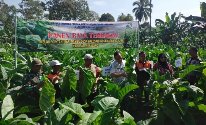 Panen raya tembakau kasturi di Desa Balesari bersama Kadis DTPHP Kabupaten Malang, Bapak Aviccena MS, yang turut merayakan keberhasilan