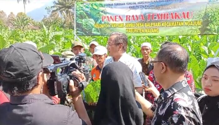 Wawancara dengan Bapak Aviccena MS, Kadis DTPHP Kabupaten Malang, membahas keberhasilan panen raya tembakau kasturi di Desa Balesari.