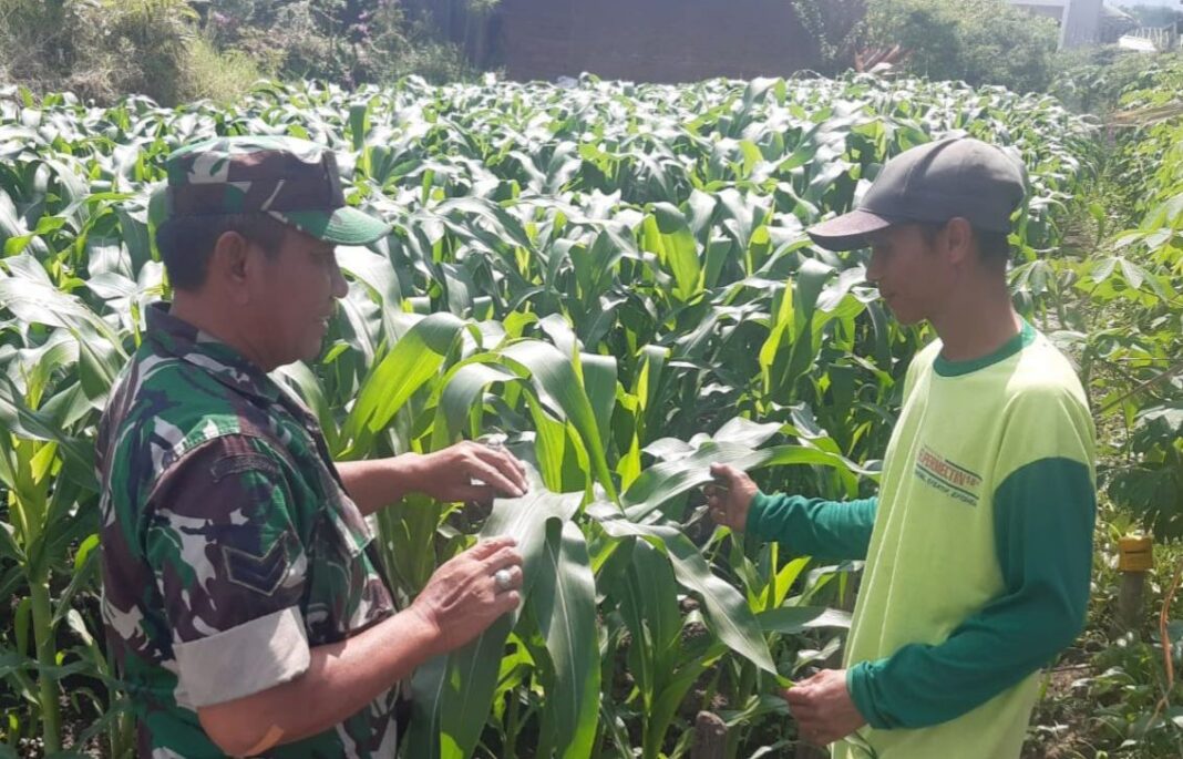 petani jagung mendapat bimbingan oleh Babinsa