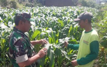 petani jagung mendapat bimbingan oleh Babinsa