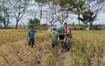 Babinsa Ardirejo Serda Christian T.E.P bersama petani Kelompok Tani Dewi Ratih saat melakukan panen padi di sawah Kelurahan Ardirejo, Kepanjen.