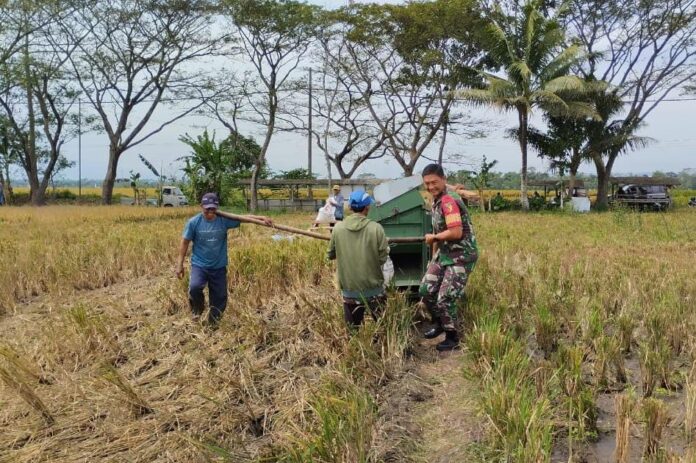 Babinsa Ardirejo Serda Christian T.E.P bersama petani Kelompok Tani Dewi Ratih saat melakukan panen padi di sawah Kelurahan Ardirejo, Kepanjen.