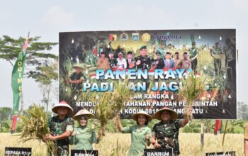 Panen raya Padi dan Jagung