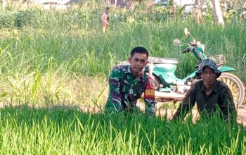 Cangkruan Bareng Babinsa Sertu Edi Sutrisno bersama petani padi di Desa Madiredo Pujon