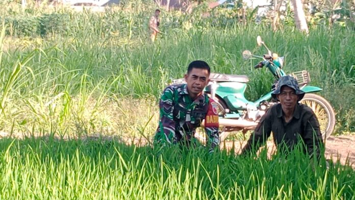 Cangkruan Bareng Babinsa Sertu Edi Sutrisno bersama petani padi di Desa Madiredo Pujon