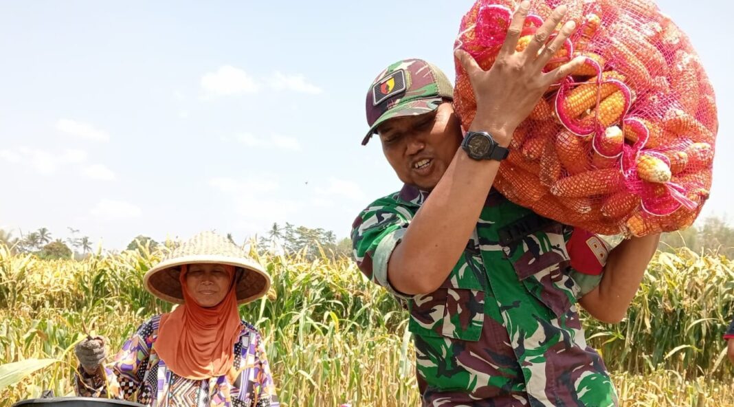 Serda Doni Kristiyono bnatu petani jagung