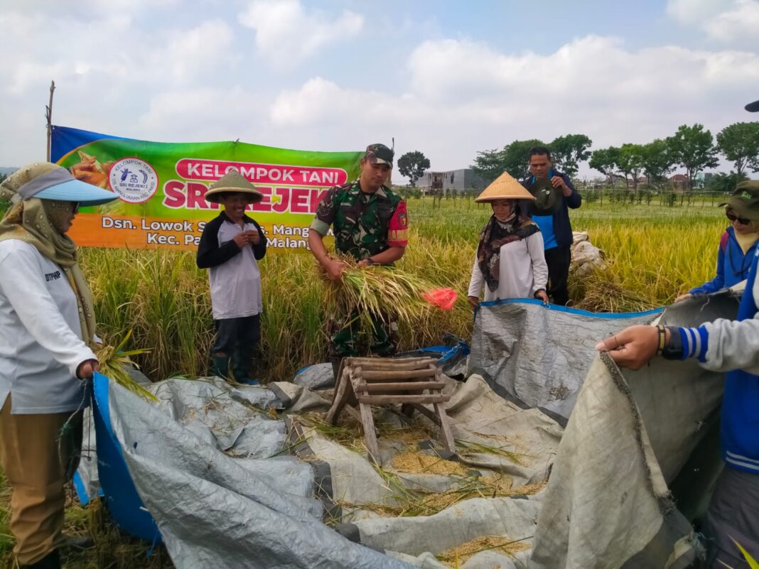 Ubin Padi Jenis Bas mati