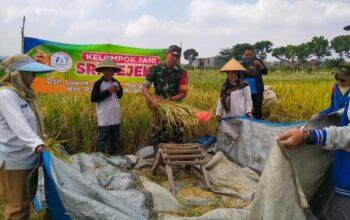 Babinsa Koramil 0818/25 Pakis Melaksanakan Pendampingan Ubin Padi di Dusun Loewoksuruh