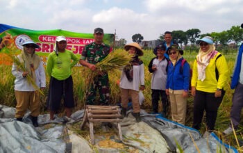 Optimalisasi Hasil Panen Melalui Ubinan Padi Basmati di Desa Mangliawan
