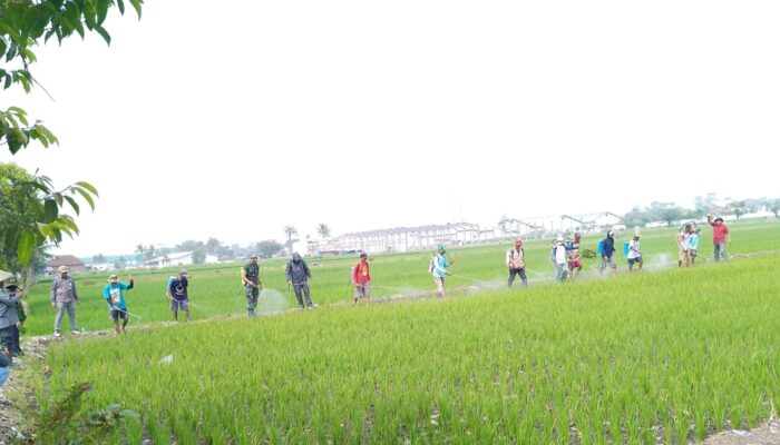 Petani Karangduren dan pemerintah melakukan penyemprotan hama padi untuk meningkatkan hasil panen dan mendukung swasembada pangan